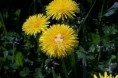 /album/fotogalerie/taraxacum-officinale-jpg/